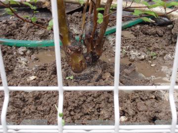 �_�ސ쌧���l�s�ߌ���n��@�K�[�f���H���i�E�����ނ̃E�b�h�f�b�L�A���j�@�F�G�N�X�e���A���l����