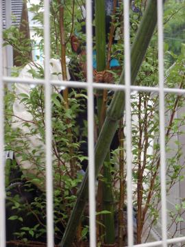 �_�ސ쌧���l�s�ߌ���n��@�K�[�f���H���i�E�����ނ̃E�b�h�f�b�L�A���j�@�F�G�N�X�e���A���l����