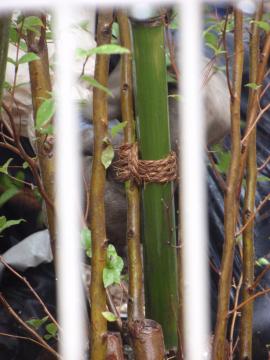 �_�ސ쌧���l�s�ߌ���n��@�K�[�f���H���i�E�����ނ̃E�b�h�f�b�L�A���j�@�F�G�N�X�e���A���l����