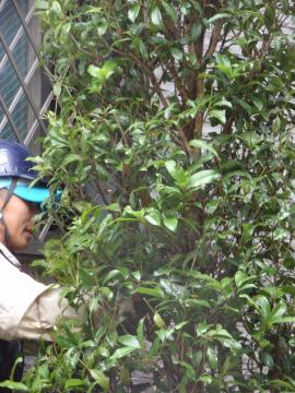 �_�ސ쌧���l�s�ߌ���n��@�K�[�f���H���i�E�����ނ̃E�b�h�f�b�L�A���j�@�F�G�N�X�e���A���l����