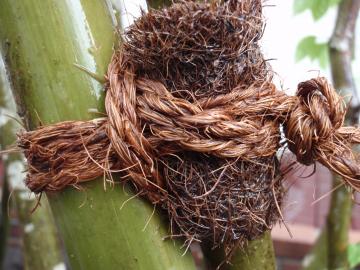 �_�ސ쌧���l�s�ߌ���n��@�K�[�f���H���i�E�����ނ̃E�b�h�f�b�L�A���j�@�F�G�N�X�e���A���l����