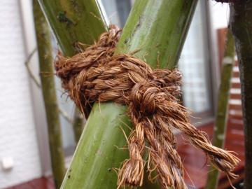 �_�ސ쌧���l�s�ߌ���n��@�K�[�f���H���i�E�����ނ̃E�b�h�f�b�L�A���j�@�F�G�N�X�e���A���l����