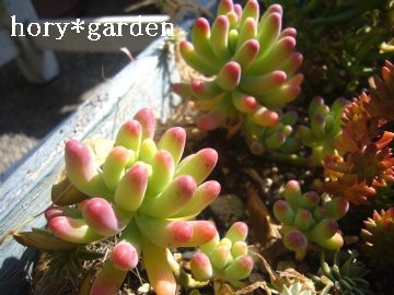 ۂۂۂ