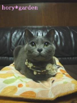 Qށ`