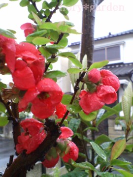 ɖڂ̊o߂̂́@TcL~͂ȂcH