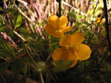 R~l[cRɂ悤Ył肵܂Ái΁j