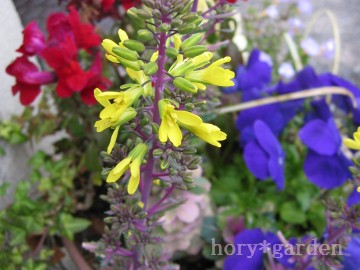 N`AM݂ȐFɊ񂹐AźcBiǁj