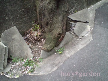 ǁc`IIICȂ`IIIĖĂ܂