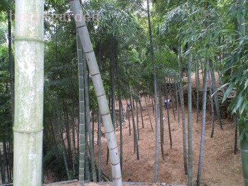 ̊Ԉꂽ|A邢|тɂȂˁ