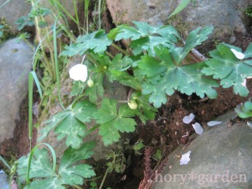 l`͓֑`Ɖ̂Ăl̎NsڂČȂB