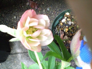 ̃|bgɗĂ̂́cAv̂߂ׁcB