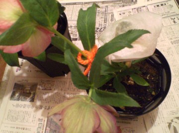 {ɎlԉԂ炩ĂvȂ񂾂낤cB