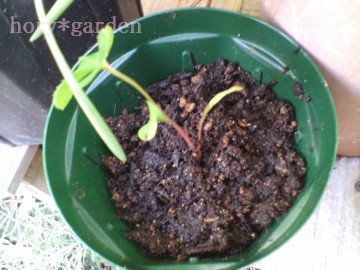 ڂĂɁcςɊ|Ăq́cXJł