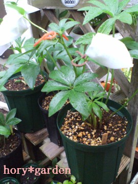 ×tAԐ؂₯ǁcƐ؂ǂ̂ȂB