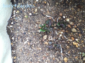 ̎qǂėācƂɂ͂ȂȂij