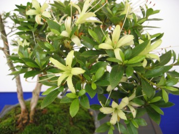 ؂₩͂ȂǁcY킾Ǝv܂B