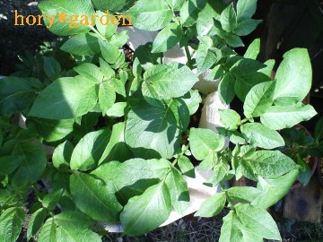 ǂ˂cnCɂȂ邯ǁc܂܂䖝I