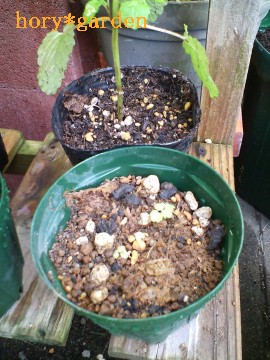 QA傫傫傫Ȃ􂱂̎qAtǁi΁j