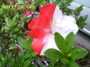 [ȂAI͂tȂI΂̐Ԕ͂i΁j