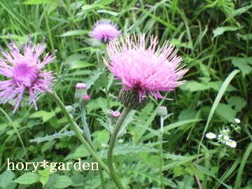 t͍؂̉ԁAHɂ͋j[cĒ炭H