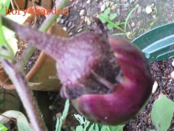 ܂ciXȂăXbgɃsgĂ`cB