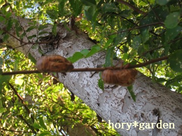 sg̓jɂ΂荇Ăˁc͂i΁j