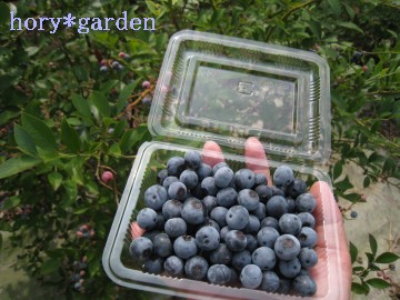 u[x[ԃLb`L`ŋl߂ĂŒIc̐}