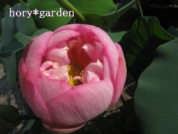 ߌȂ̂ŕ悤ƂĂ̂ȂB