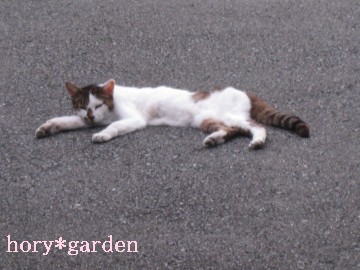 ŋ߂͖ڂŋ߂ÂĂ܂cǂH