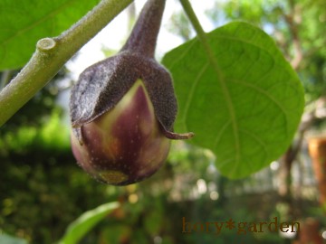 iX₩Aς肨񂩂ȂcAƂŁ`