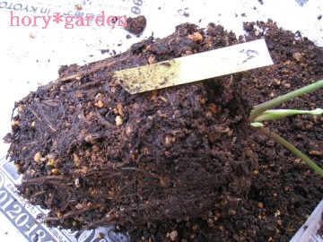 ʂɍoĂĂȂɊ񂾎A܂łȂ킟i΁j