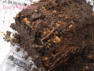 ʂɏoĂƂ悤LтȂĖJ߂Ȃ