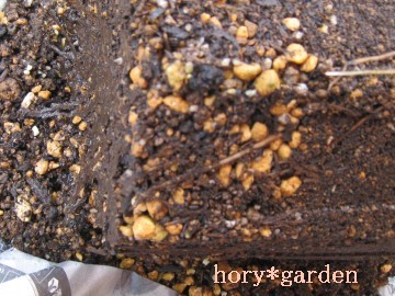 ǁAD̎ŃJG񂪑ρi΁j