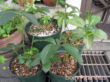 NX}X[YAW܂`i^RI蕗Ɂi΁jj