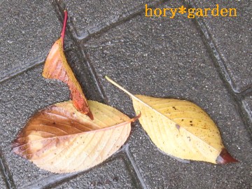 t̎dāct̐ԂƂʔłIH