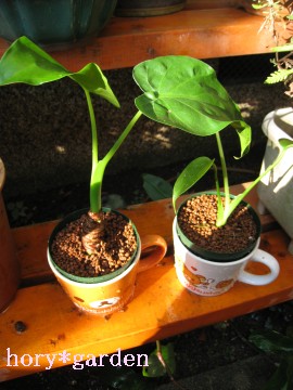 N}N}Oc̃o[W̃[[ႢcB