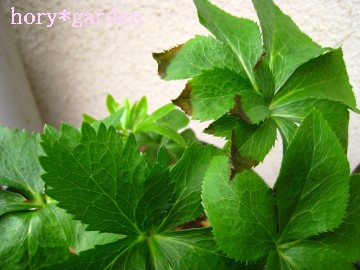 ̋̈ႢIIIłł傤˂H