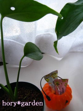 񒆂ɂ͓~َqĂ܂ceB[ȃAł