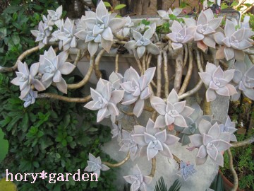 ̎q肩cĂ̎q́ÂRȊO΂̊炵