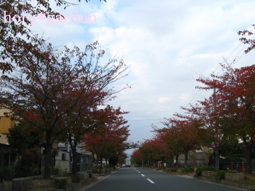 ̋߂̃s~bhĂP[L񂪔˂