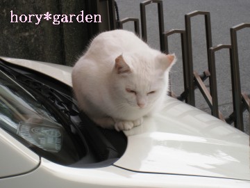 낿[A܂Ƃ߂ācڂɂȂ˂B