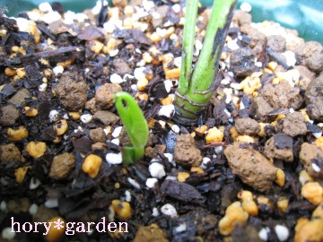 AvAtombolɌĂėǂˁxƗtWJƋCt񂩂i΁j