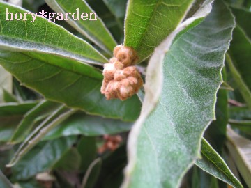 ԉcɂȂ肽낤Ɂc܂ł肪ƂˁB