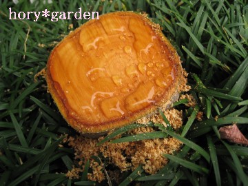 Ȃɋzグ͂ˁAĂ؂uԁB