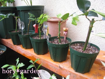 N}̃s`͉Ԃ̐FcׂɁctH[N}OɌsɕtĂ܂B