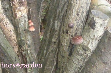 hl@AE⡂݁[BAĂ􂷂