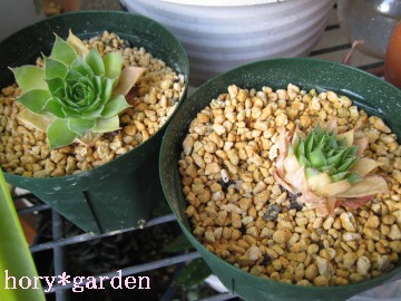 ĂSzŃXbgɓꂽ񂾂ǁc傫ȂȂij