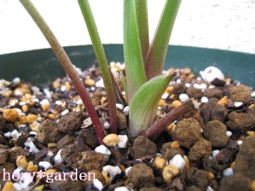 񃕌O͐Sz`AȂȂӂӂƑ傫ȂĂ˂i΁j