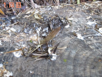 Ƃ傫Ȃ4`5ŐHׂ炵I