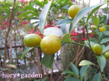 gHcɐHAw偂̎q̏ZɂȂAx̃l^̉aHɂȂcA悭撣Ă܂˂